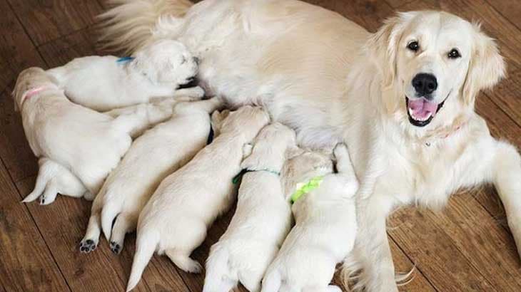 The Real-Life Cycle of a Dog’s Week